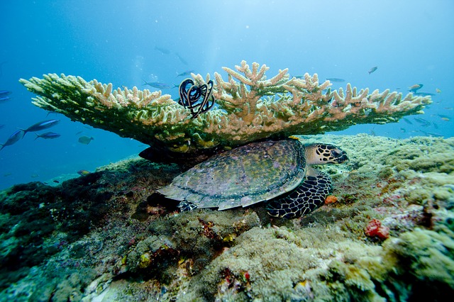 želva u korálů
