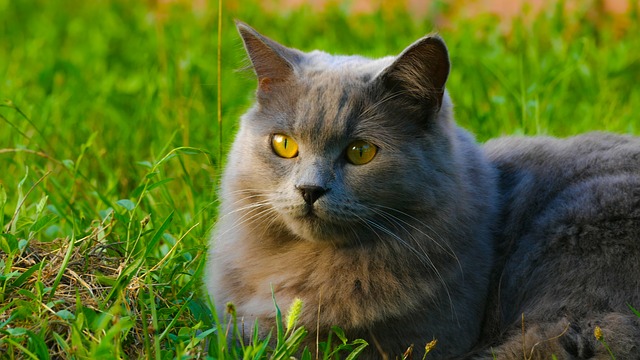 kočka na trávě.jpg